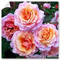 Roseira 'Francis Jammes'